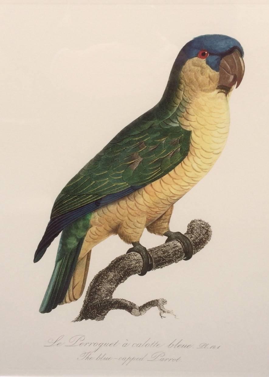 Colored Lithograph of Parrots from 'Historie Naturelles des Perroquets' In Excellent Condition In London, GB