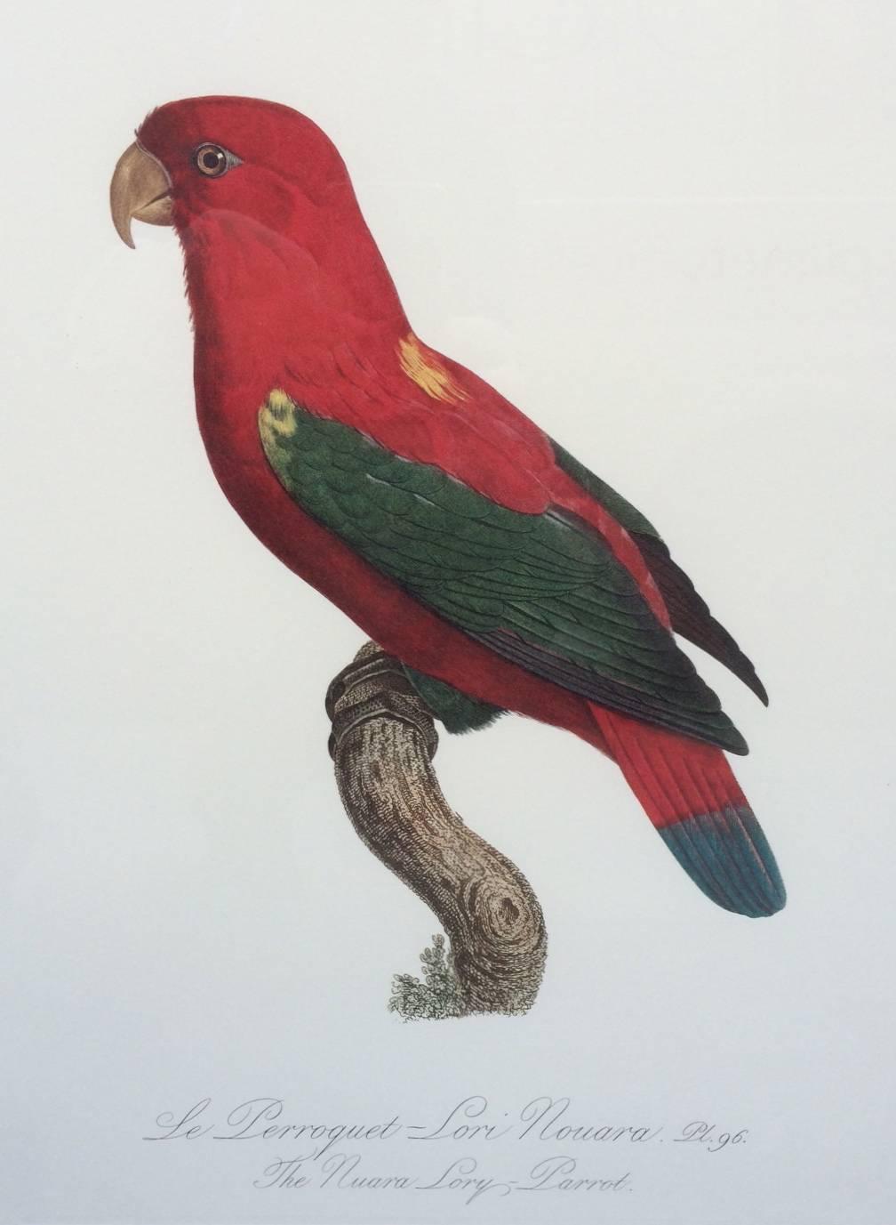 Late 20th Century Colored Lithograph of Parrots from 'Historie Naturelles des Perroquets'