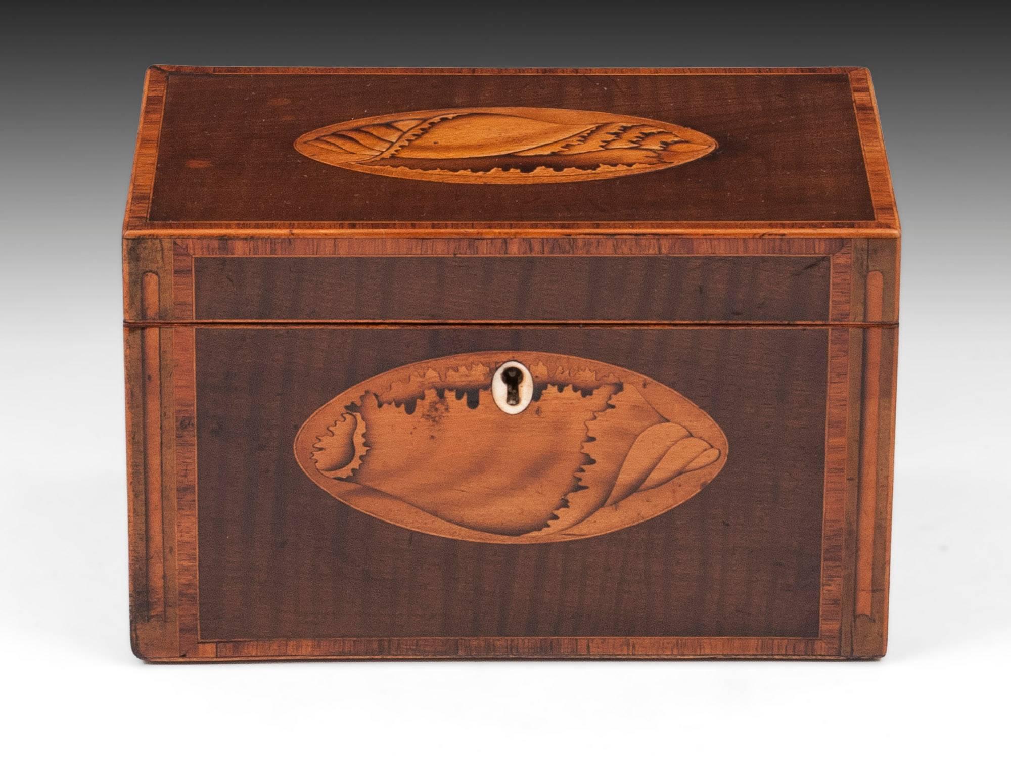 Antique tea caddy veneered in Harewood with beautiful inlaid conch shells to the top and front with a oval bone escutcheon. The tea caddy is edged in boxwood with a tulipwood crossbanding. The front also has a single boxwood shaded flute inlaid into