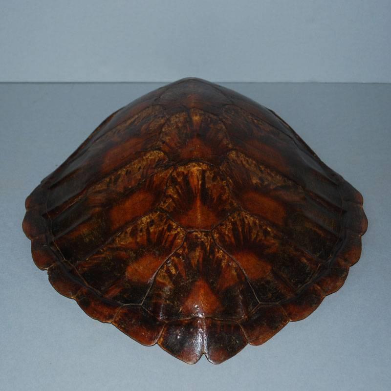 Indonesian 20th Century Sea Turtle Shell Shield on Stand