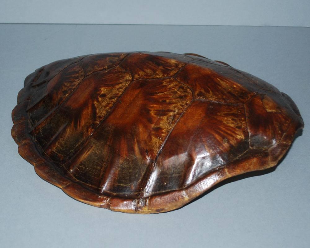 20th Century Sea Turtle Shell Shield on Stand In Good Condition In Casteren, NL