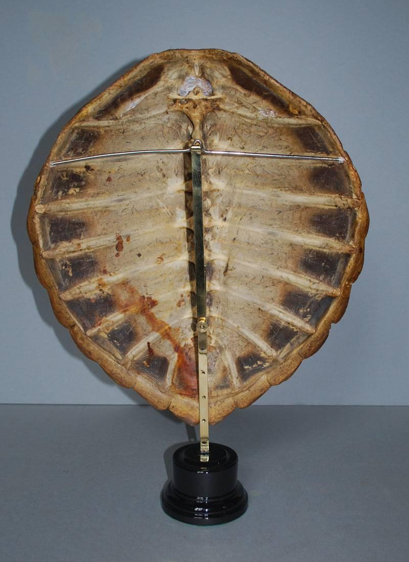 20th Century Sea Turtle Shell Shield on Stand 1