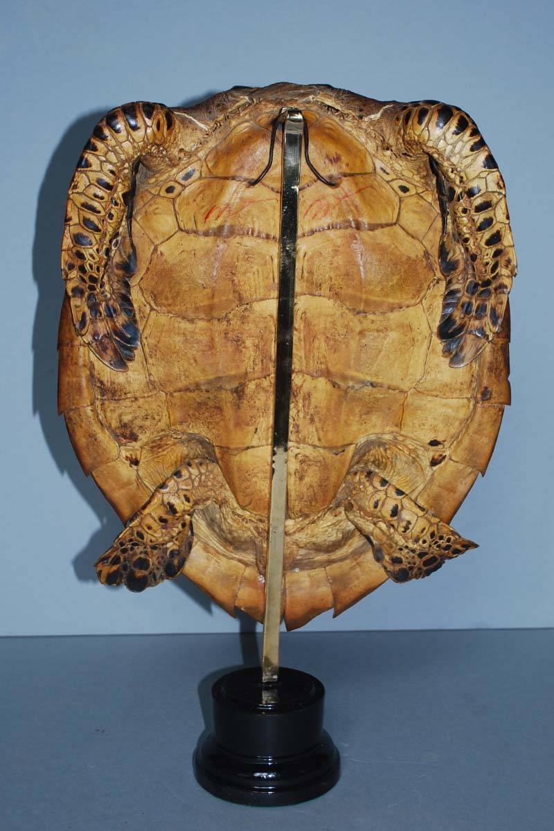 20th century sea turtle shell shield on new stand. Originates Indonesia, dating circa 1930. (Dimensions excl. stand).