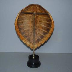 20th Century Sea Turtle Shell Shield on Stand