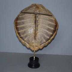 20th Century Sea Turtle Shell Shield on Stand