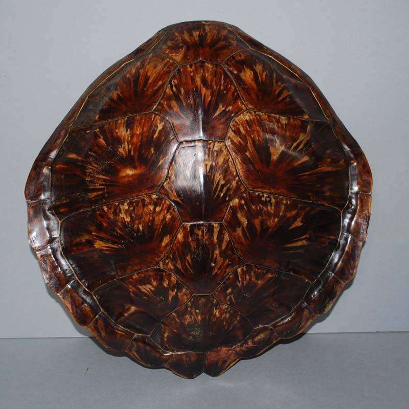 Indonesian 20th Century Sea Turtle Shell Shield on Stand