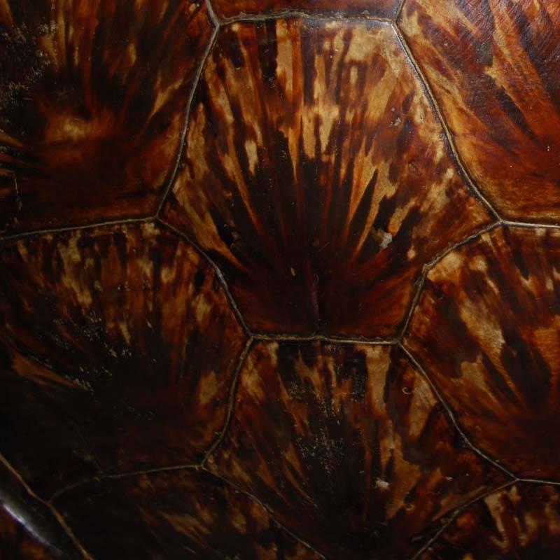 20th Century Sea Turtle Shell Shield on Stand 1