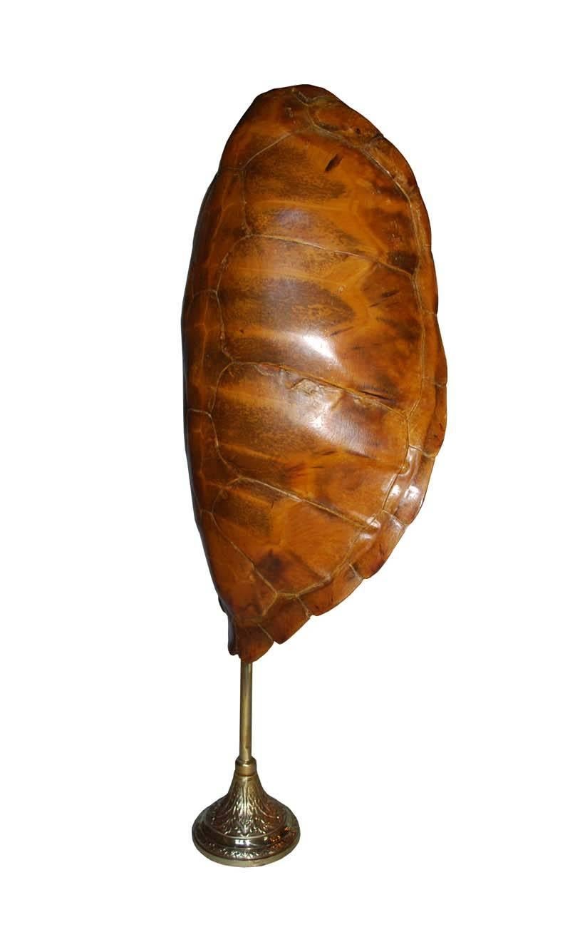 Extremely Large 20th Century Sea Turtle Shell Shield on Stand at 1stDibs
