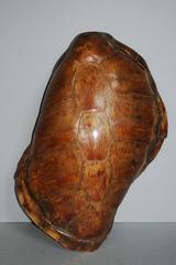 20th century sea turtle shell shield on new stand