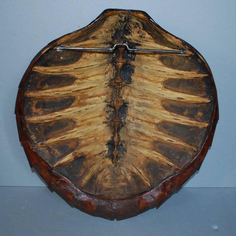 shield turtle