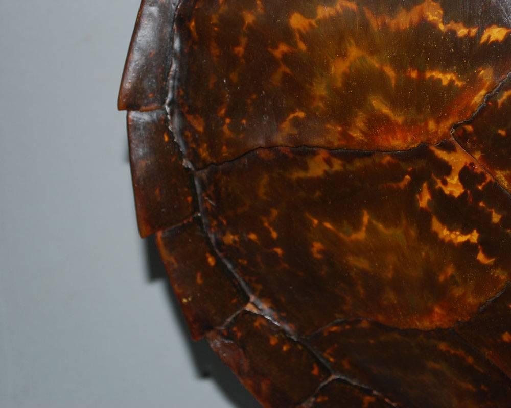 tortoise shell shield