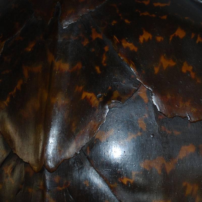 antique sea turtle shell for sale