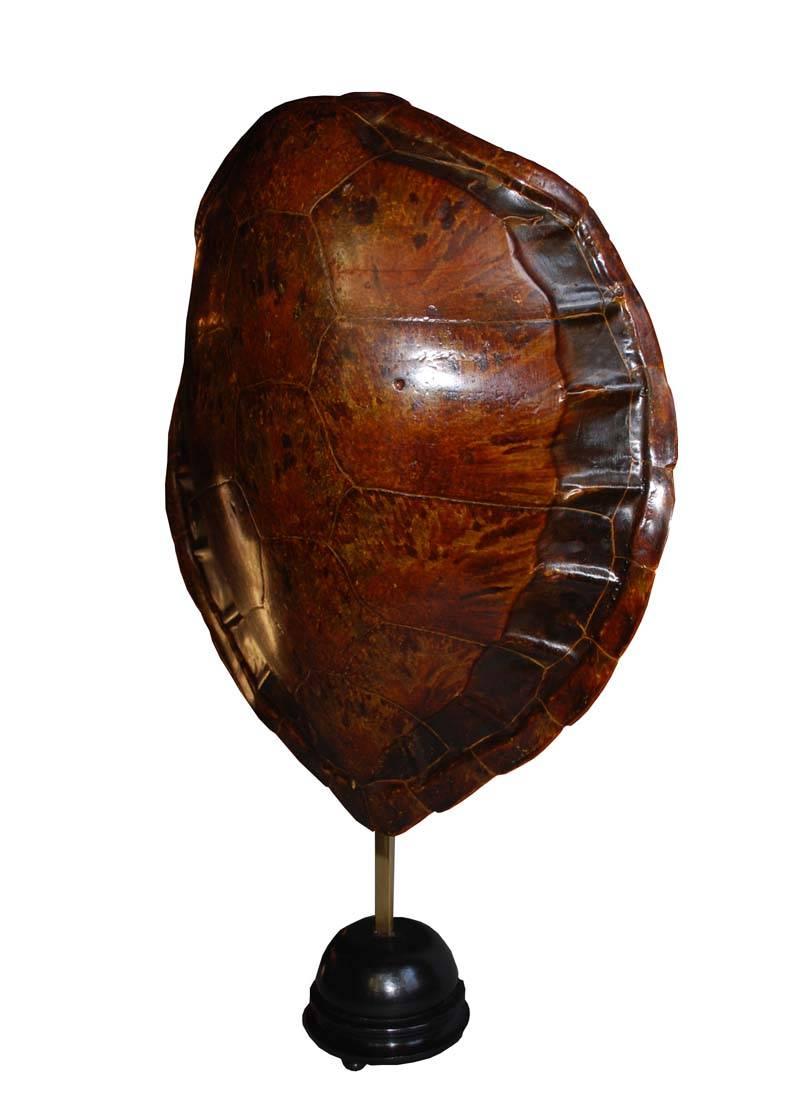 20th century sea turtle shell shield on new stand.
Originates Indonesia, dating circa 1930.
Height including stand 78 cm.
