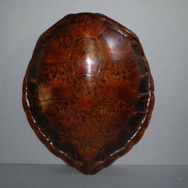 Indonesian Large 20th Century Sea Turtle Shell Shield on Stand