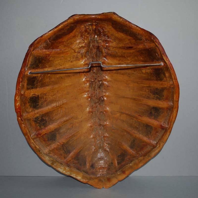 Large 20th Century Sea Turtle Shell Shield on Stand In Excellent Condition In Casteren, NL
