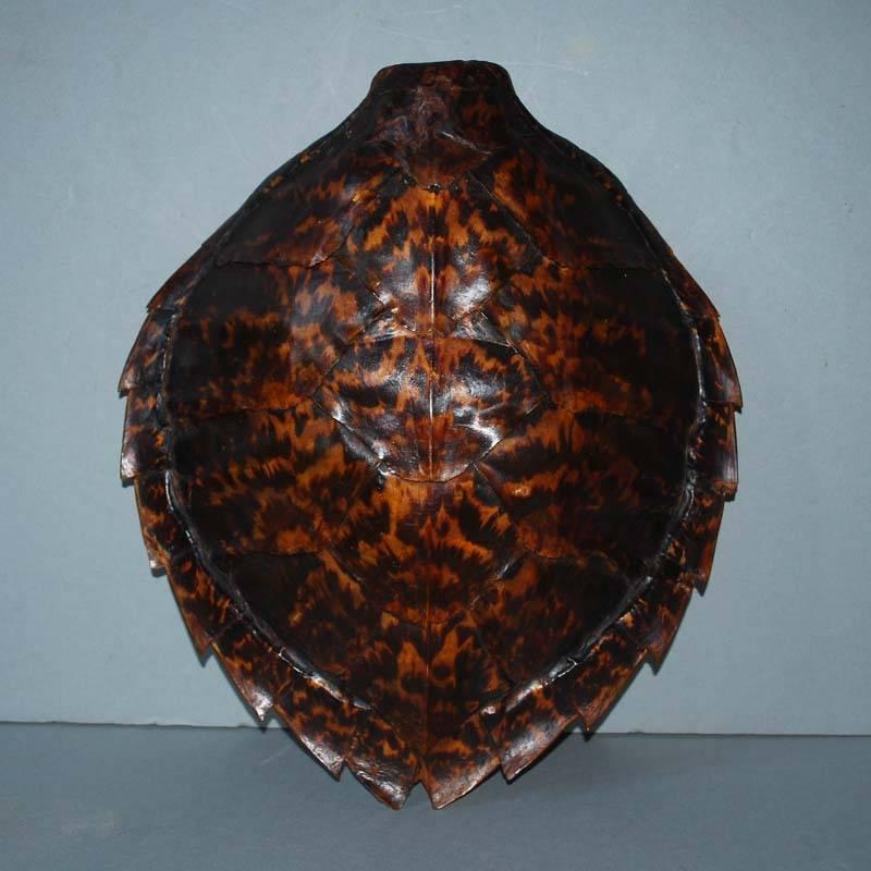 20th century sea turtle shell shield on new stand.
Originates Indonesia, dating circa 1930.
(Dimensions incl. stand).

