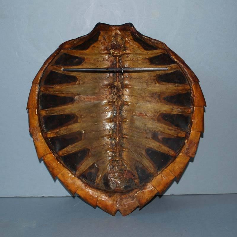 tortoise shell shield