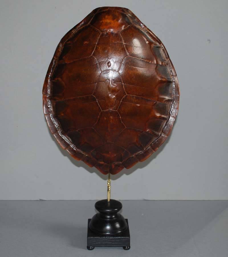 20th century sea turtle shells shields on new stand.
Originates Indonesia, dating, circa 1930.
Dimensions includes stand:
Height 63 cm, width 36 cm.
Height 54 cm, width 28 cm.
 
