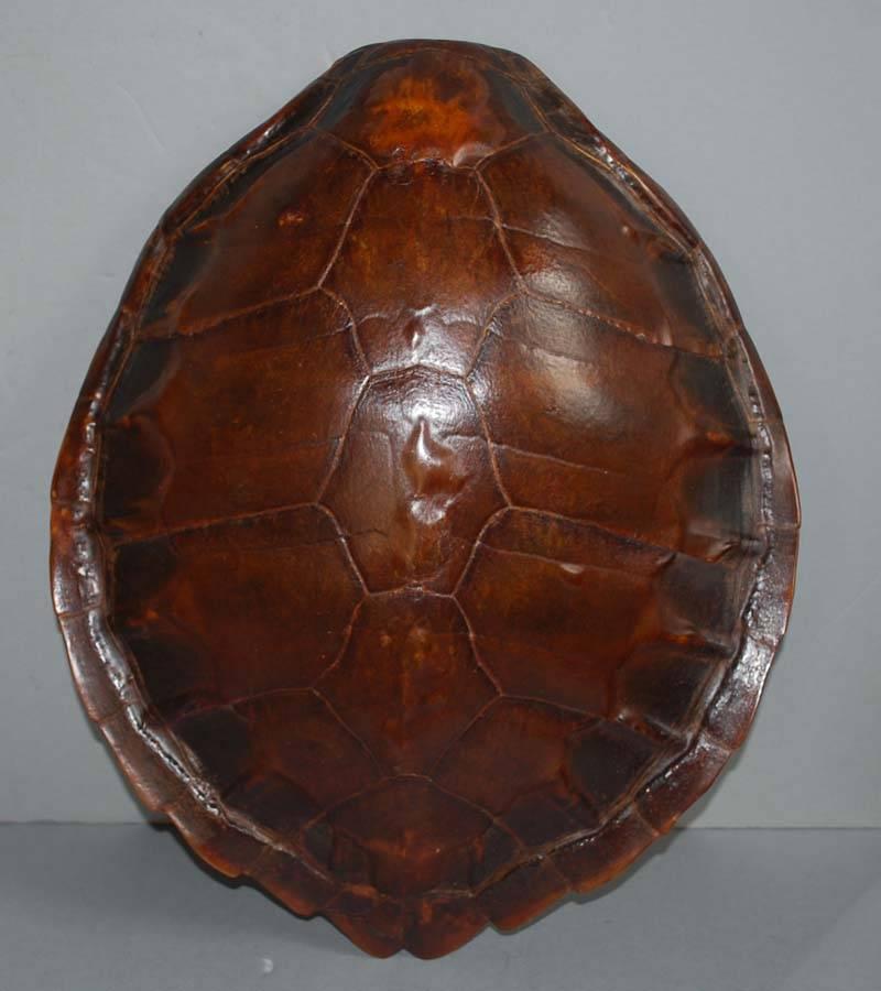 Indonesian Pair of 20th Century Sea Turtle Shells Shields on Stand