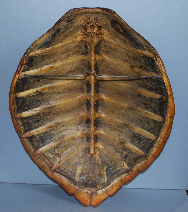 Pair of 20th Century Sea Turtle Shells Shields on Stand In Good Condition In Casteren, NL