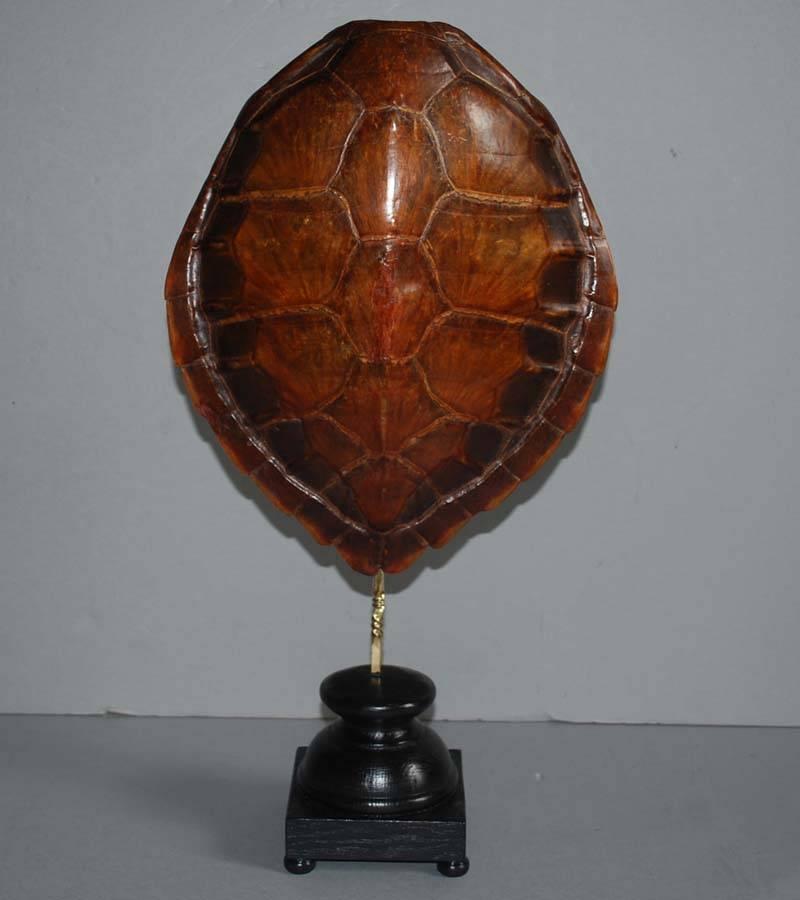 Pair of 20th Century Sea Turtle Shells Shields on Stand 1