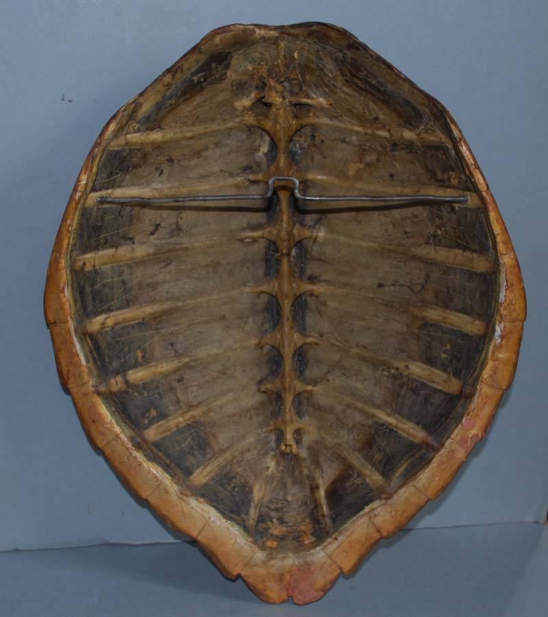 Pair of 20th Century Sea Turtle Shells Shields on Stand 3
