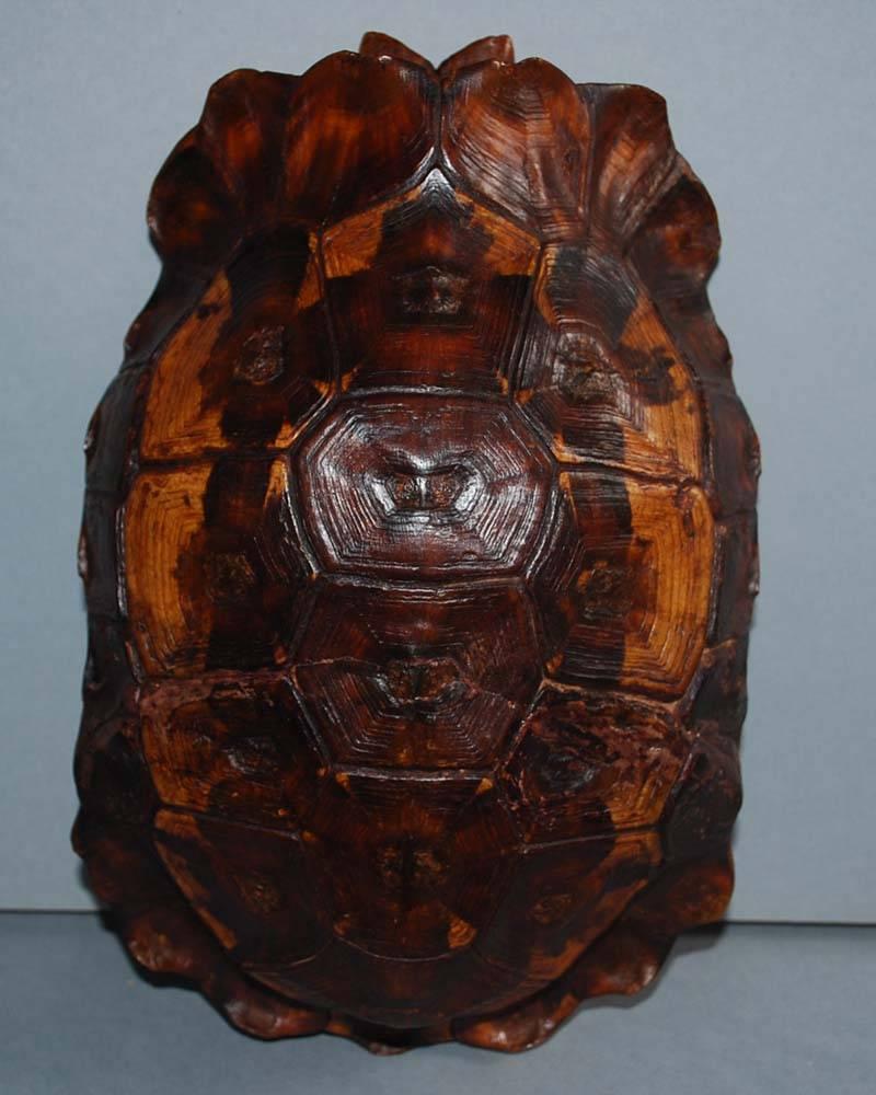 Indonesian Set of 20th Century Turtle Shells Shields on Stand