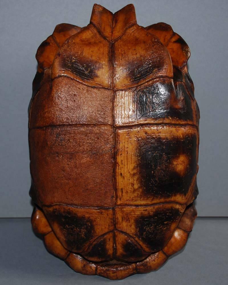 Set of 20th Century Turtle Shells Shields on Stand In Good Condition In Casteren, NL