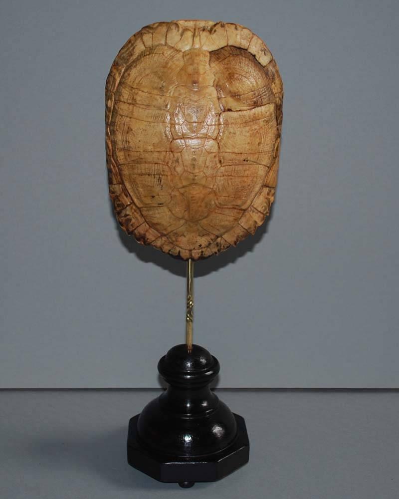 Set of 20th Century Turtle Shells Shields on Stand 1