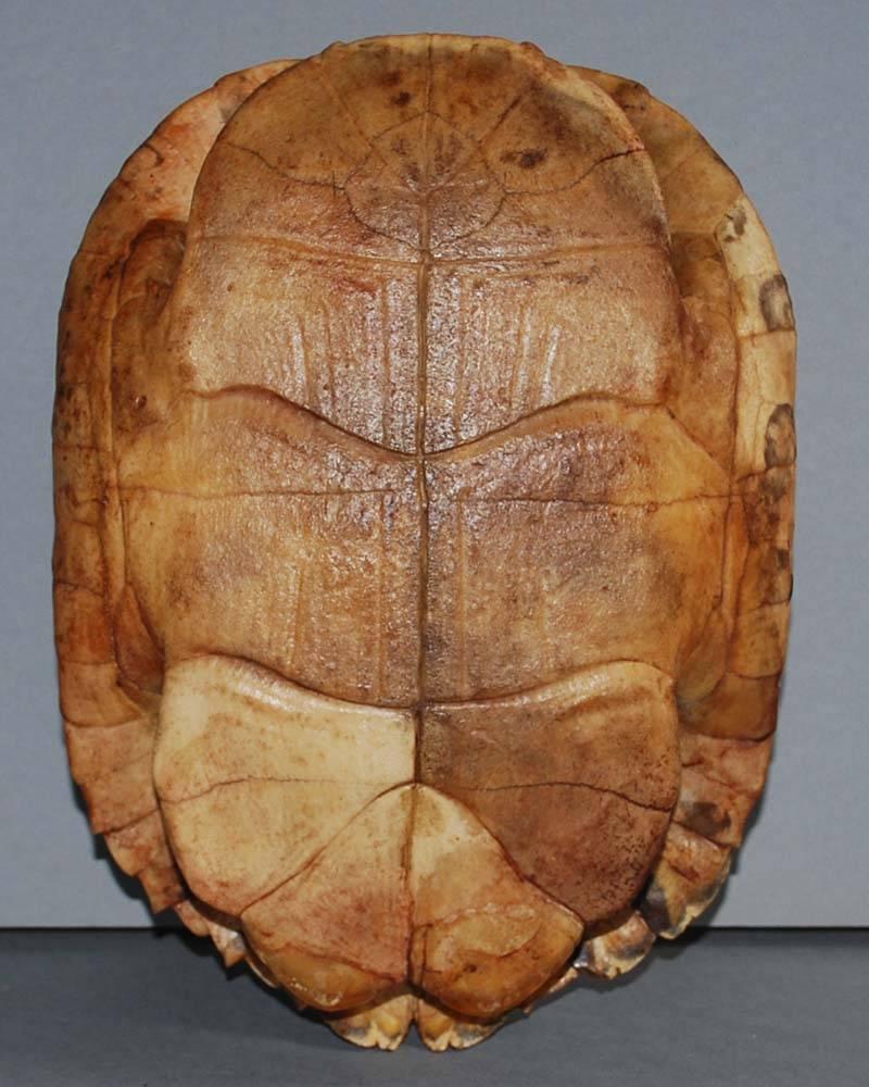 Set of 20th Century Turtle Shells Shields on Stand 3