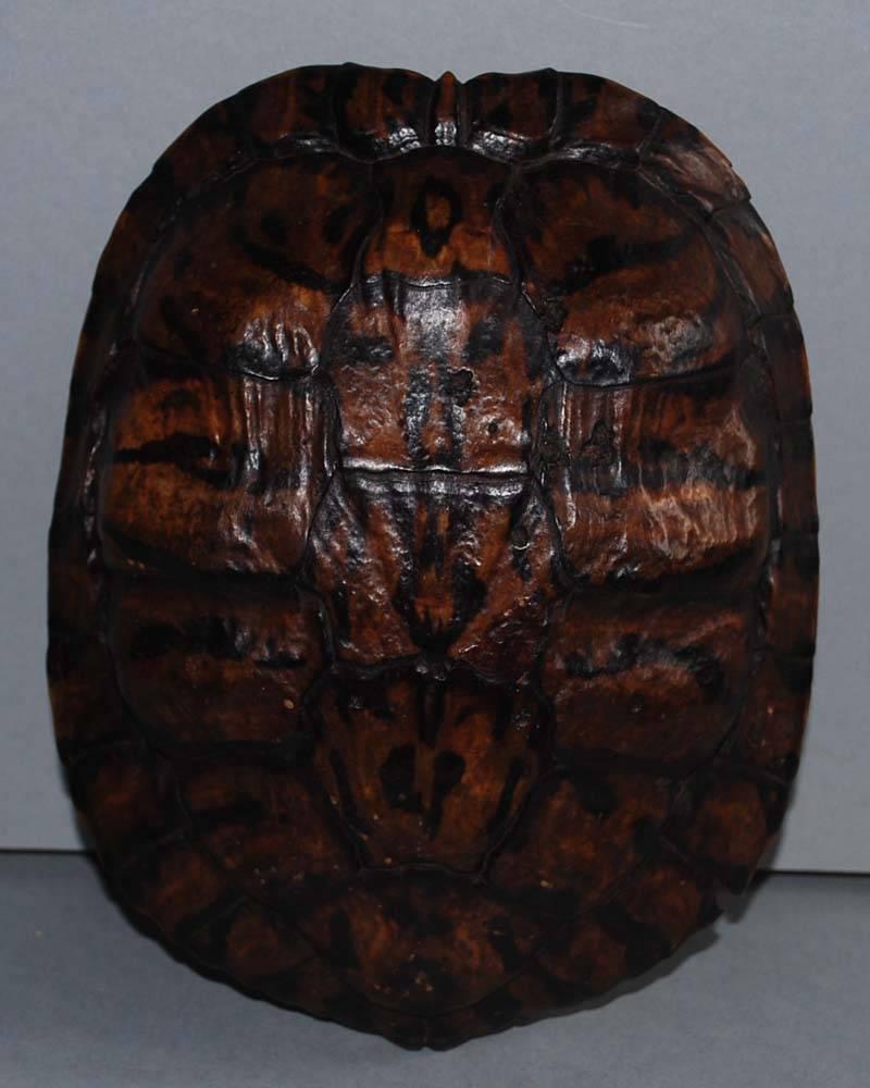 Set of 20th Century Turtle Shells Shields on Stand 4