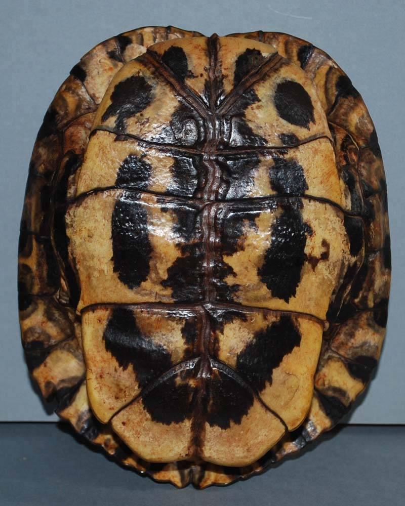 Set of 20th Century Turtle Shells Shields on Stand 5