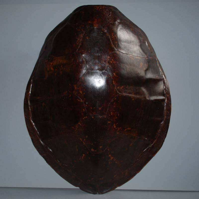 Extremely large 20th century sea turtle shell shield on new stand.
Originates Indonesia, dating, circa 1930.
Height without stand 67 cm.