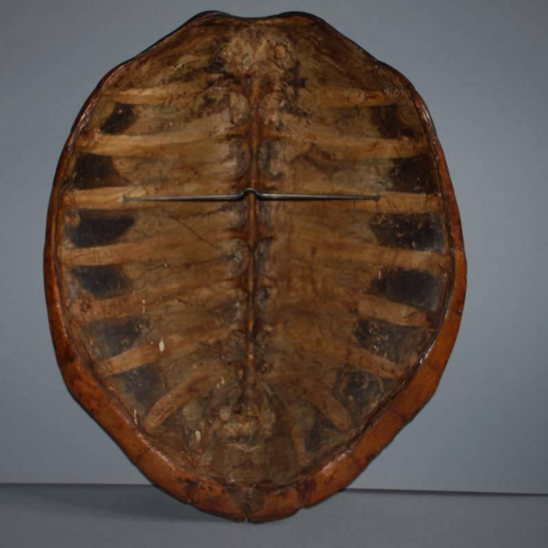 Indonesian Extremely Large 20th Century Sea Turtle Shells Shield on Stand