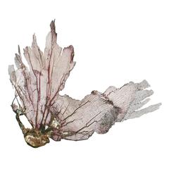 Coral of Gorgonia