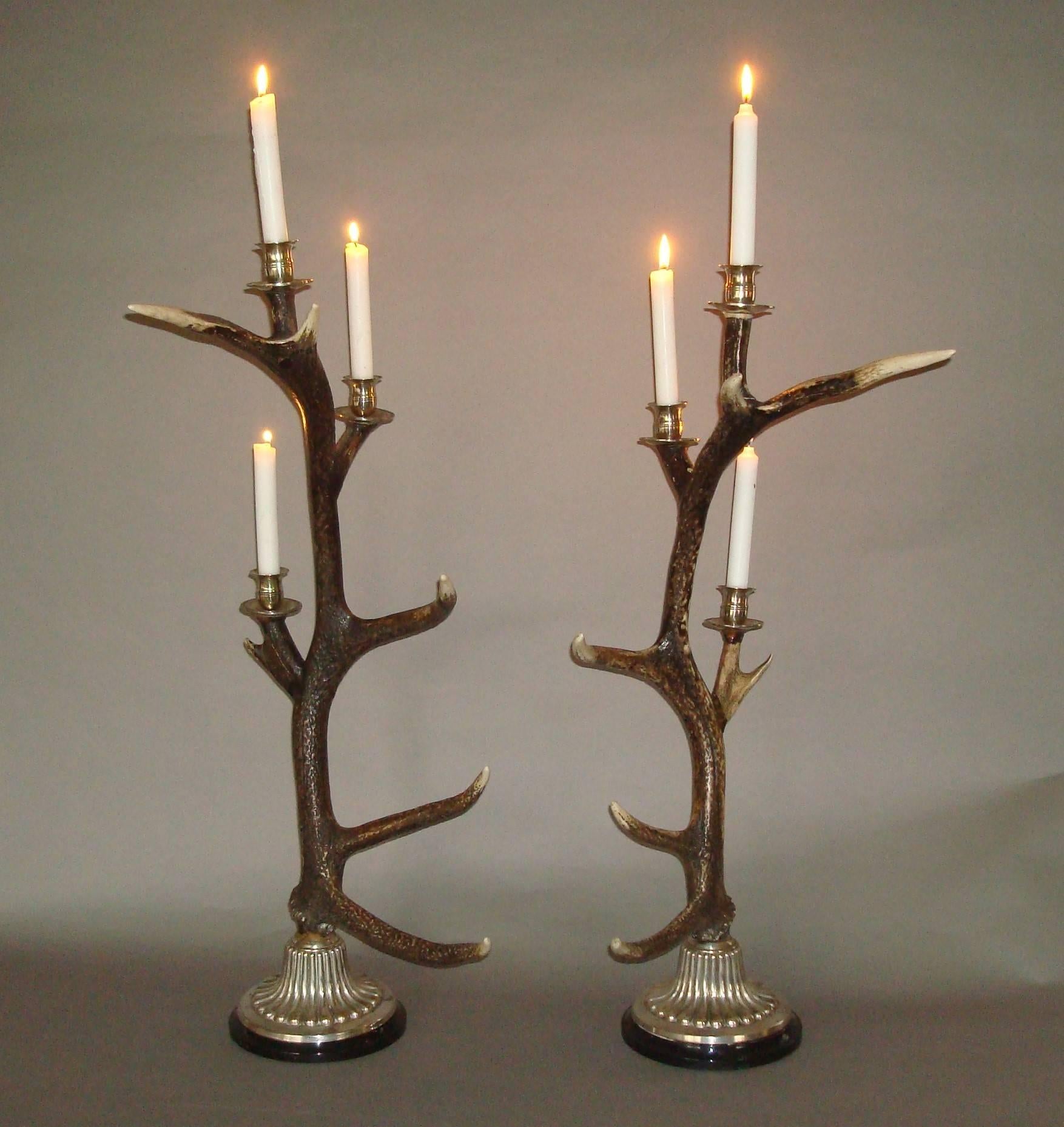 Unusual large pair of antler and silvered metal candelabra; the eight point antlers each supporting three silvered shaped candle sconces with circular drip trays; all supported on circular bases of gadrooned form on shallow ebonised plinths.