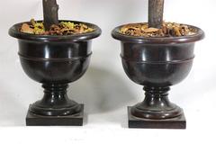 Pair of Preserved Moss Topiary Trees in Stylish Urns