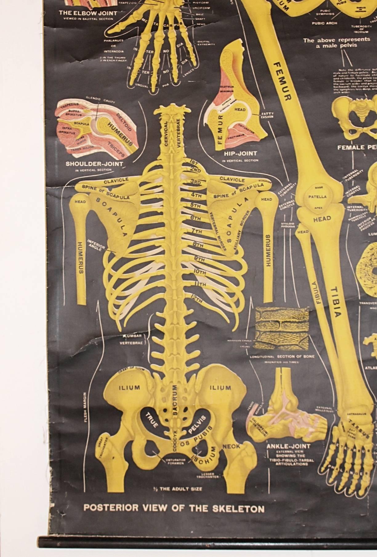 Industrial 1920s Chart of Osteology, Study of the Skeleton, by Dr. Gustave H. Michael