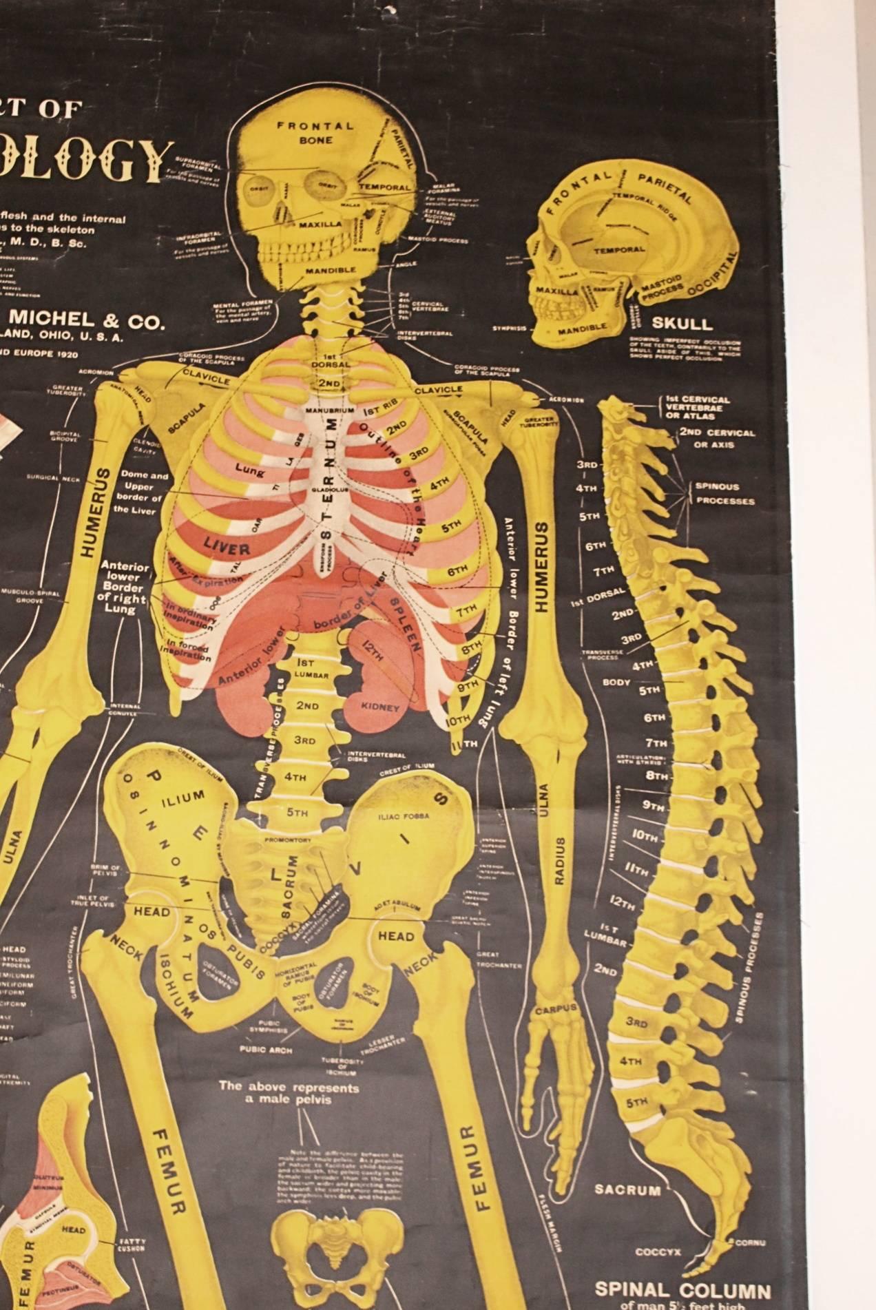 Interesting 1920s osteology chart, or study of the skeleton, of human anatomy by Dr. Gustave H. Michael. Copyrighted in America and Europe in 1920. Feels like it's on canvas. In great condition. This item can be viewed at our 302 Bowery location in