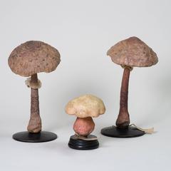 Group of Pharmacy Mushroom Models, circa 1925