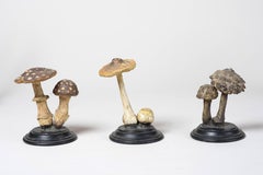 Collection of 15 Mushroom Groups, circa 1930