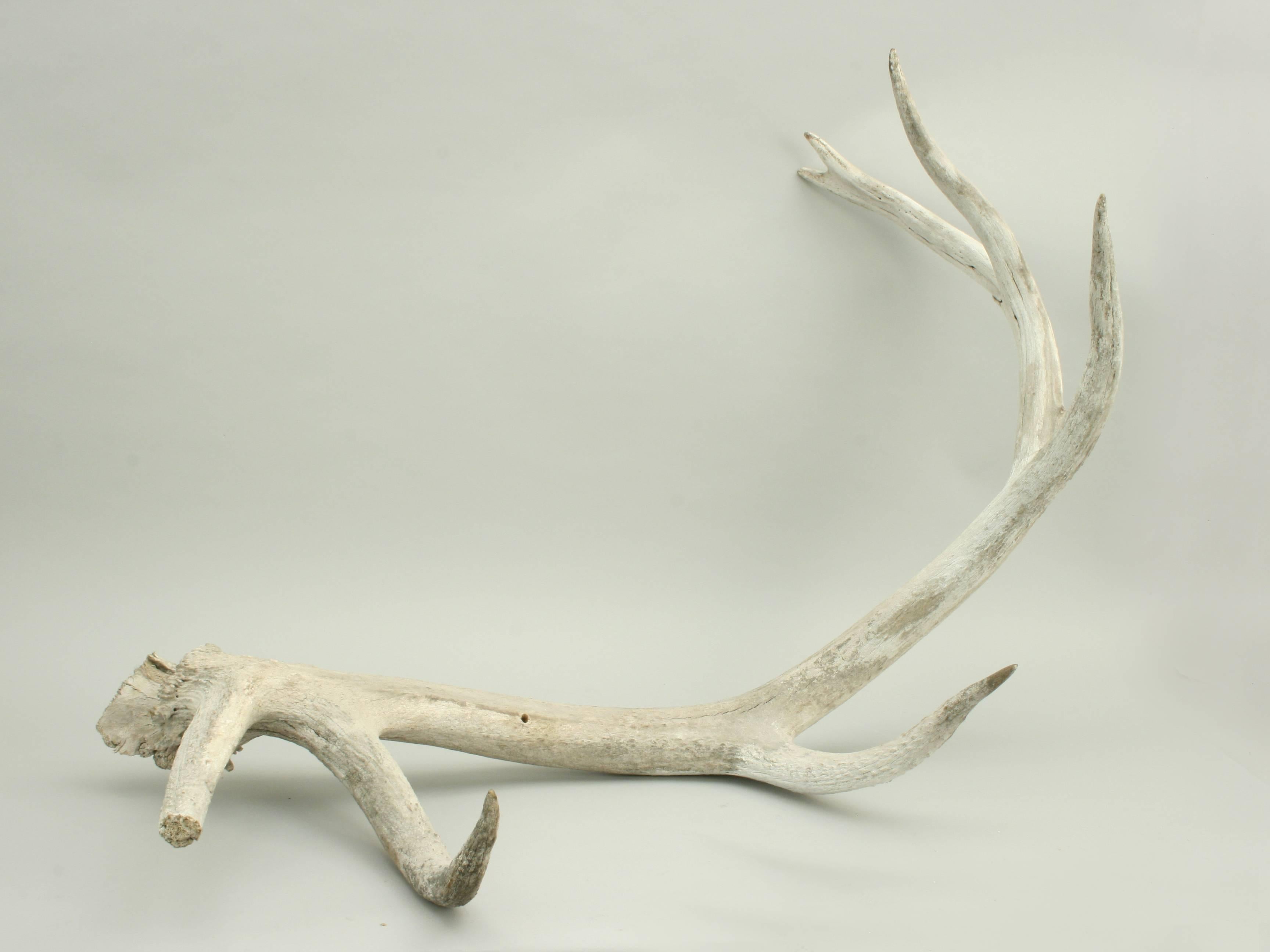 large antlers id