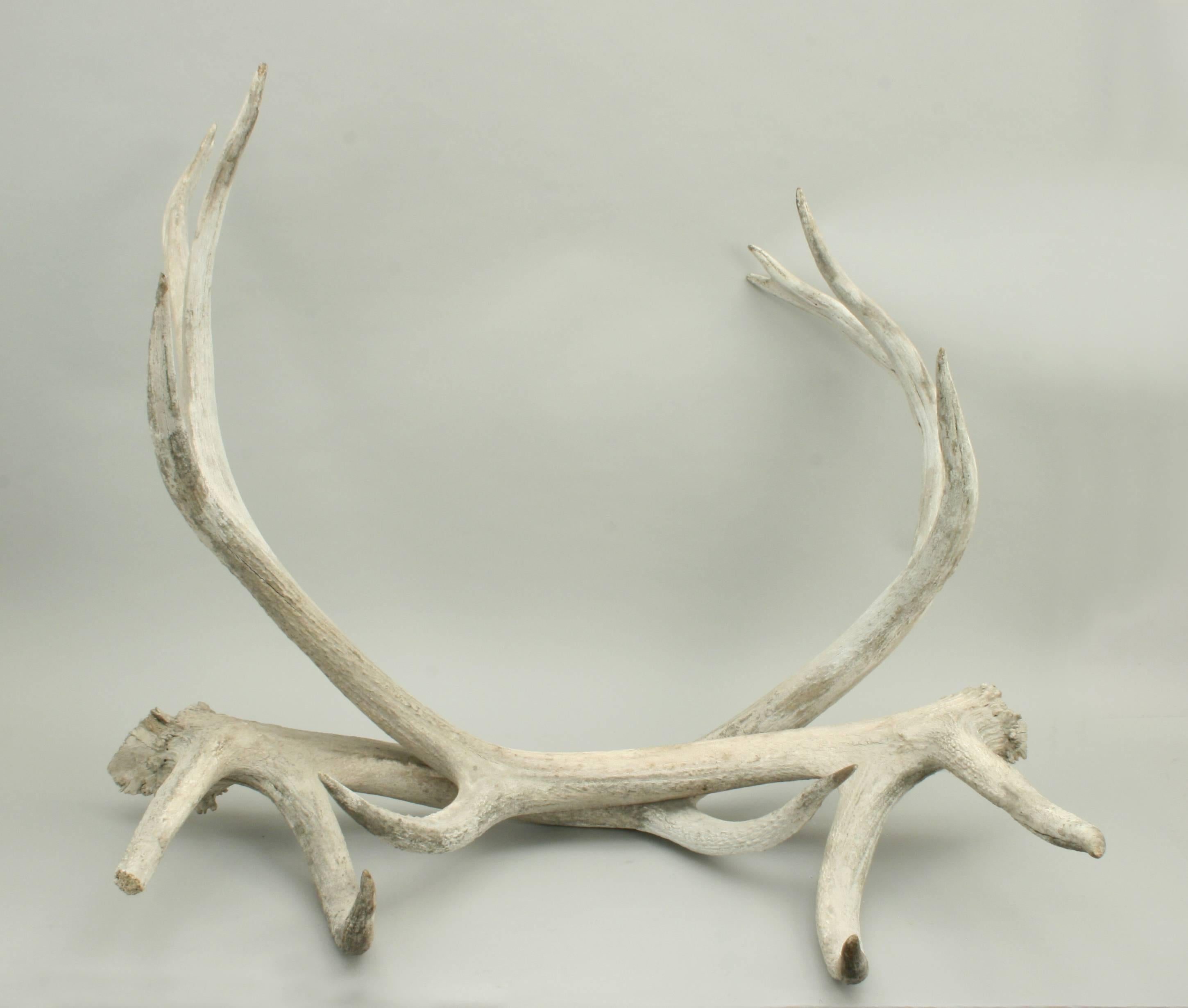 Vintage Taxidermy, Large Antlers 1