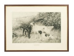 Setters, Hunting, Shooting Dod Picture