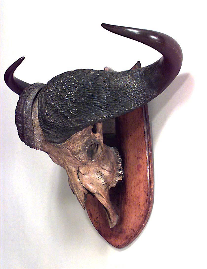 African style taxidermy large water buffalo skull mounted on oak shield shaped wall plaque (19/20th Cent.)
