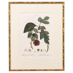 19th c. French Framed Copper Plate Botanical Engraving on Laid Paper