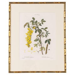 19th c. French Framed Copper Plate Botanical Engraving on Laid Paper