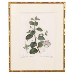 19th c. French Framed Copper Plate Botanical Engraving on Laid Paper