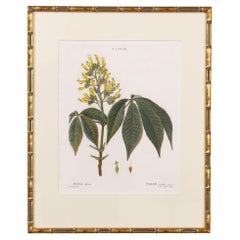 19th c. French Framed Copper Plate Botanical Engraving on Laid Paper
