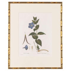 19th c. French Framed Copper Plate Botanical Engraving on Laid Paper